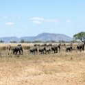 TZA MAR SerengetiNP 2016DEC24 RoadB144 001 : 2016, 2016 - African Adventures, Africa, Date, December, Eastern, Mara, Month, Places, Road B144, Serengeti National Park, Tanzania, Trips, Year